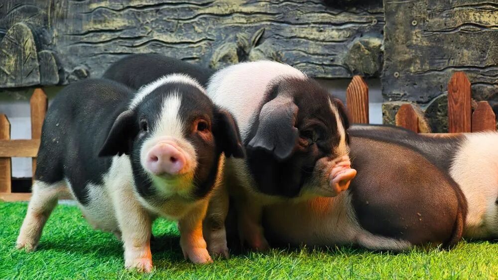 新华社调查:猪肉价格为何持续下跌?