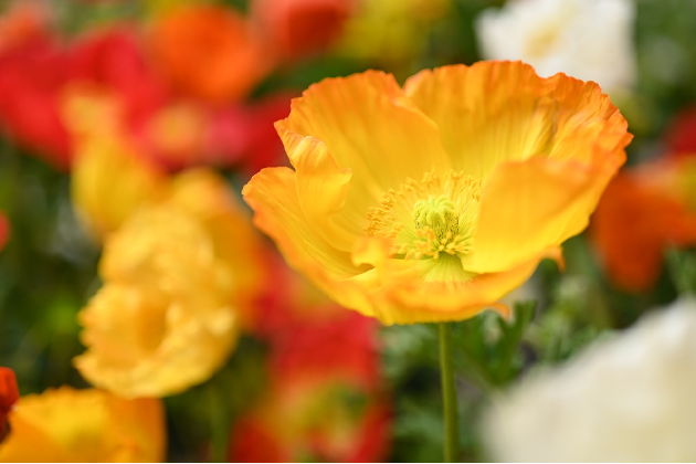 踏青寻色,以尼康定格春日温柔